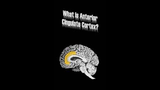 Anterior Cingulate Cortex ACC [upl. by Hgielrahc968]