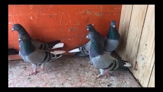 Tipplers Pigeon High Flying 2018 [upl. by Elicul]