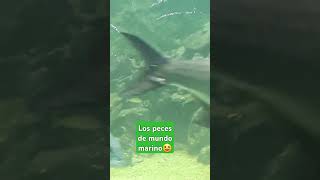 Los peces de mundo marino [upl. by Foskett]