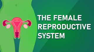 Understanding The Female Reproductive System [upl. by Sly]