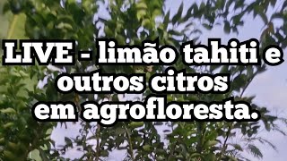 Live  Limão tahiti e outros citros na agrofloresta [upl. by Welbie]