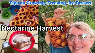 Nectarine Harvest Free Stone Seedling Grown in Yard Freezing Garden Produce Easy Fruit Ice Cream [upl. by Ediva]