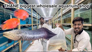 Thane biggest wholesaler aquarium shop [upl. by Demetre]