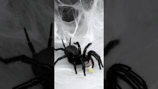 Funnel web spider ASMR Macrothele hungae eating a green banana roach Macrothele funnelwebspider [upl. by Arreyt356]