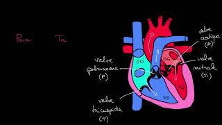 Comprendre la Systole et diastole [upl. by Mochun]