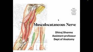 Musculocutaneous nerve  Anatomy of Musculocutaneous nerve  Quick revision of Musculocutaneous n [upl. by Smada239]