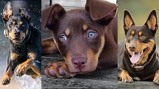 NEW Kelpie Video Compilation  Funny Awesome amp Cute Australian Cattle Dogs [upl. by Abey157]