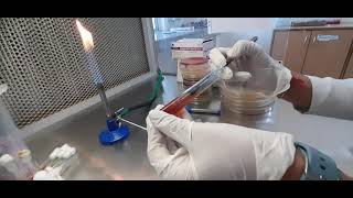 Method of Triple sugar iron test TSIMicrobiology biochemical TSI [upl. by Selmore637]