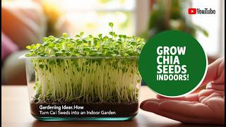 Gardening Ideas How to Turn Chia Seeds Into an Indoor Garden  StepbyStep Guide 🌱 [upl. by Lemuela346]