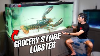 Keeping A GROCERY STORE LOBSTER as a PET In My SALTWATER AQUARIUM [upl. by Anelat126]