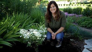 How to Plant Hydrangeas [upl. by Treb]