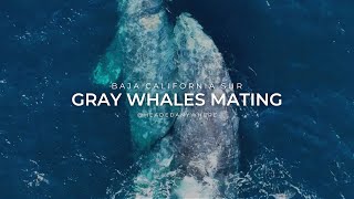 Pacific Gray Whales Mating [upl. by Ayidah]