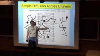 Simple Diffusion Across Lipid Bilayers [upl. by Kee938]