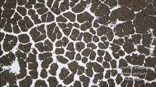 Patterned ground polygons permafrost in Antarctica Dji Mavic Pro [upl. by Eeimaj682]