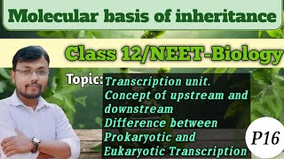 Molecular basis of inheritancePart 16Concept of Transcription Unitclass12 neet biologyscience [upl. by Spears]