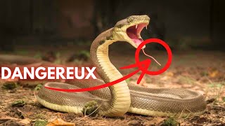 Les 3 Animaux les Plus Dangereux au Monde  Découvrez Pourquoi Ils Sont Redoutables [upl. by Thorma]