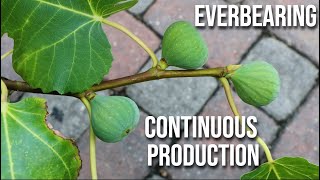 Everbearing Fig Trees How to Make Fig Trees Produce MORE Fruit  CONTINUOUS PRODUCTION [upl. by Luce]