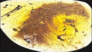 99 Million Year Old Dinosaur Tail Found in Amber [upl. by Moitoso]