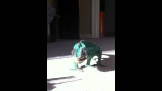 Panther chameleon eating [upl. by Huberto]