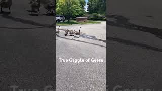 Goslings following Geese gaggle geese animalfamilylife cuteanimals [upl. by Hiamerej]