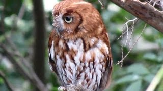 Eastern Screech Owl Guarding The Nest Box [upl. by Rawlinson]