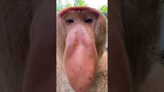 Proboscis Monkey Makes Funny Noises [upl. by Wenona]