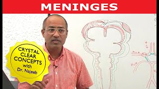 Meninges and Dural venous sinuses [upl. by Akitahs]