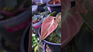 Melano crisum pink varigata plants gardengreennaturehousplantsVarigata philodendron [upl. by Berck]