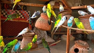 Budgies birds sounds  Beautiful Australian parrot talking  Beautiful birds singing voice [upl. by Nylsaj109]