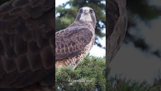 Swainsons Hawk Agnes  grafxbylisa shorts hawks birdofprey birds [upl. by Zorina]