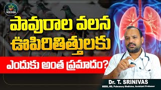 పావురాల మూత్ర విసర్జన వలన ఊపిరితిత్తులకు ప్రమాదమా  Today Trending  sravanahealthtips [upl. by Anifur]