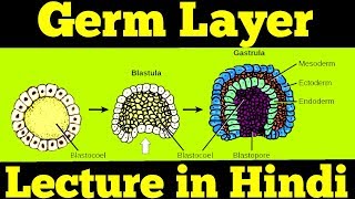 Gastrulation  Germ Layers Ectoderm Mesoderm amp Endoderm  For NEET [upl. by Sanalda801]