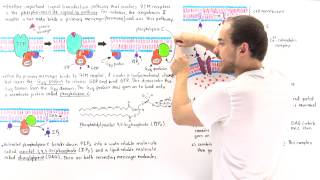 Phosphoinositide Signal Pathway [upl. by Massiw]