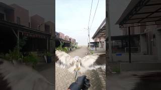 Latihan ff alap alap birds burunghutan hutankalimantan borneo birdslover eagles youtubeshorts [upl. by Rolo]