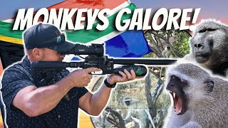 MONKEY MAYHEM IN SOUTH AFRICA airgun airguns [upl. by Angle94]