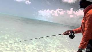 Recasting to a Fish  Capt Shawn Leadon  Bonefishing  Andros Island Bonefish Club [upl. by Goebel]