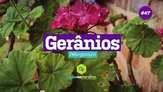 Aprende a cuidar tus￼ geranios  FACIL Y SEGURO PARA TUS PLANTAS [upl. by Aiet]