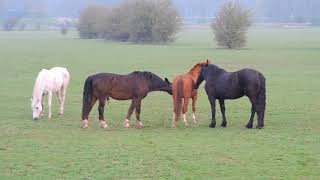 Hackney horse William saying quotHelloquot to a new pony [upl. by Eirdua56]