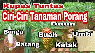 Mengenali Ciri  Ciri Tanaman Porang [upl. by Ikcir]