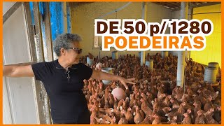 COMECEI com 50 HOJE são 1280 GALINHAS POEDEIRAS produção de ovos caipiras [upl. by Alimrahs]