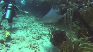 Nurse Shark Encounter  Guanica Puerto Rico [upl. by Uno]