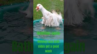 Bathtime for the Sebastopol Geese Enjoy the splashing waterfest goose animals shorts fun [upl. by Ahseirej445]