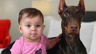 Doberman Protects Baby Compilation NEW [upl. by Almat]