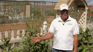 Saving Seeds How to Save Swiss Chard Seeds [upl. by Torruella]