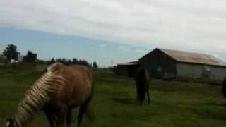 2 of 6  Stallion Mustang Stealing Mares For His Herd  Horse Herd Behavior  Mares Dont Run Herds [upl. by Demp]