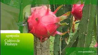 Cultivo de pitahaya 🌵💮 Agro en 2 minutos [upl. by Erv]