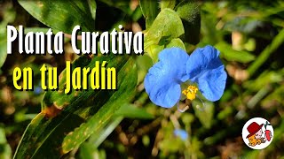 ¡No la cortes Esta PLANTA es medicina en tu jardín [upl. by Namreg]