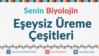 28 Eşeysiz Üreme  İkiye Bölünme  Tomurcuklanma  Rejenerasyon  Partenogenez  Vejatatif Üreme [upl. by Aener]