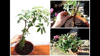 How to Grow and Care for Schefflera Plant [upl. by Enyahs]