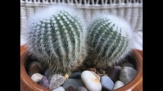 Easy Mealybug Infestation Treatment [upl. by Kristy282]